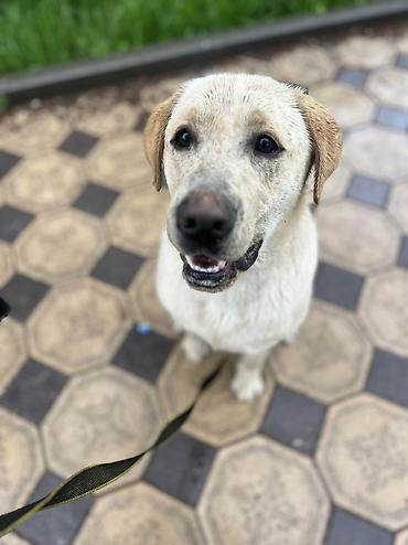 Продажа собак: ДРЕССИРОВКА СОБАК | гарантия результата Хотите послушного, спокойного — 8