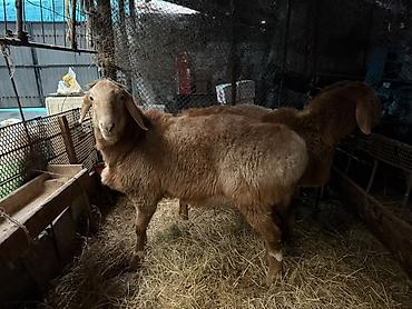 Баран, овца: Продаю | Баран (самец) | Для разведения | Осеменитель — 1