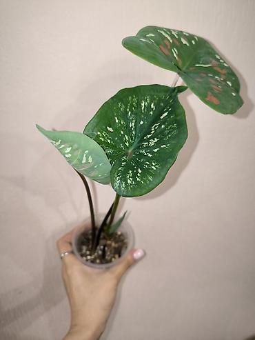 цветы каракол: В наличии Каладиумы (Caladium) с Тайланда. Яркие расцветки. Недорого — 2