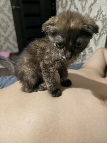 Продажа кошек: Котёнок, черепаховый окрас - Порода: домашняя кошка, тип «черепаха» — 4