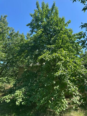 Bağ evlərinin satışı: Xaçmaz, 126 kv. m, 4 otaqlı, Hovuzsuz -da lalafo.az — 13 Bağ evlərinin satışı: Xaçmaz, 126 kv. m, 4 otaqlı, Hovuzsuz — 13