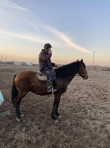 Другие животные: 4 асый . Рост 165 Казан улак жана жер улак бар. Ортонун аты Буттары — 9