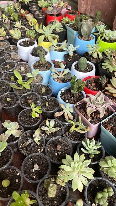 Кактусы: В наличии ❗️‼️ Самые необычные цветы😍как будто с другой планеты 🪐 — 17