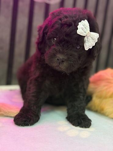 korella tutuqusu haqqında: Maltipoo balaları – kariçnivi qara reng var tələsin — 3