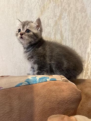 Pişiklər: Britan — 2