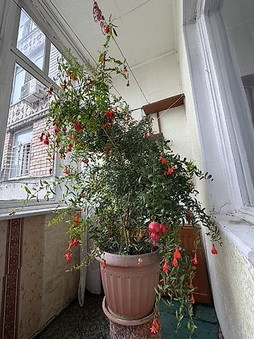 продаю карагач: Комнатный гранат (Punica granatum) в большом горшке - Плодоносящий — 3
