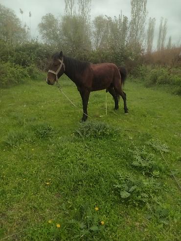 Atlar: Erkək, il: 5, Ünvandan götürmə — 8