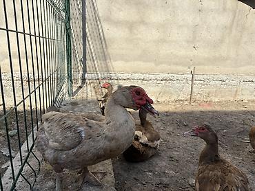 lal ördey: Erkək, | Lal ördək, Ətlik, Ödənişli çatdırılma — 3