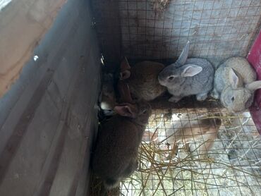 кролики оптом: Продаю | Крольчиха (самка), Кролик самец, Крольчата | Серый великан, Фландр | На забой, Для разведения | Племенные