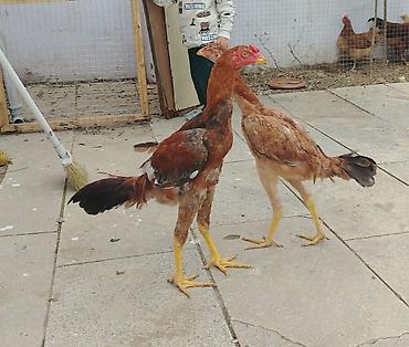 Toyuq, Damazlıq, Ünvandan götürmə lalafo.az -da Toyuq, Damazlıq, Ünvandan götürmə