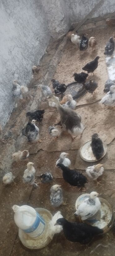 Inəklər, öküzlər: Cücələr və bir ədəd gənc qaz (ördəksayağı böyük balalı quş) satılır