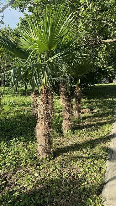 Деревья: Trachycarpus fortunei (yelpik formalı yarpaqlı xurma palmaları) – — 6