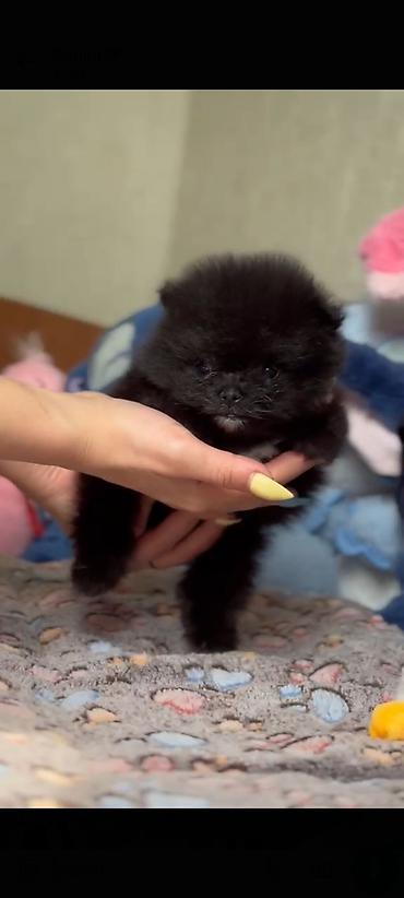 İtlər: Şpitz, Erkek — 2