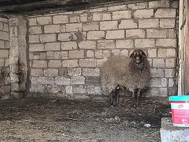 Mal-qara: Damazli qoc bir yas yarimliq — 2