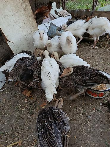 alabay satisi: Məhsul: Hinduşka balaları (papaqlar) 15əd. hinduşka balaları 1.6 ay — 1