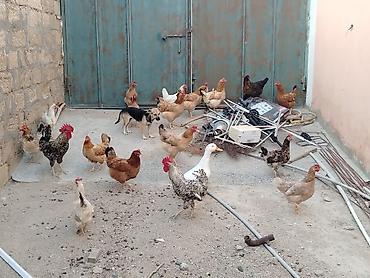 qus: Toyuqlar saglamdi masallah qəsəngdiler yumurtalayirlar — 3