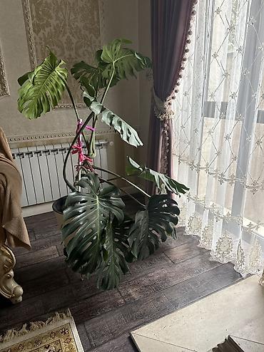 Монстеры: Монстера деликатесная (Monstera deliciosa) — крупное тропическое — 1