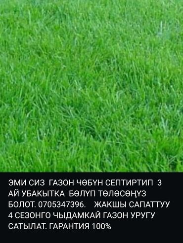 секатор для обрезки деревьев купить: Рассрочка 3 месяца. ПРОДАЁТСЯ КАЧЕСТВЕННАЯ СЕМЕНА ГАЗОННОЙ ТРАВЫ