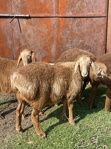 Баран, овца: Продаю | Овца (самка) | Для разведения | Матка — 15
