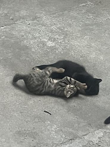 Животные: 🐾 Котята ищут добрые и любящие руки! 🐾 Отдаем очаровательных котят в — 5