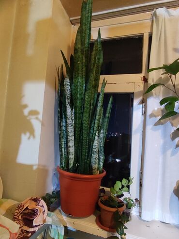 Уличные растения: Sanserveriya (Sansevieria) bitkisi, hündürlüyü 120 sm