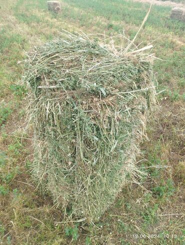 Корма для с/х животных: Окола 100 тюков трава, клевер, камыш Новопокровка