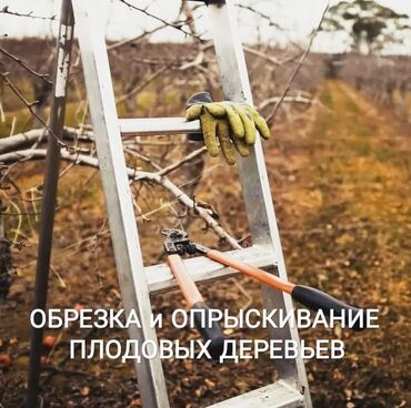 Туристические услуги: 🌿 Обрезка плодовых деревьев