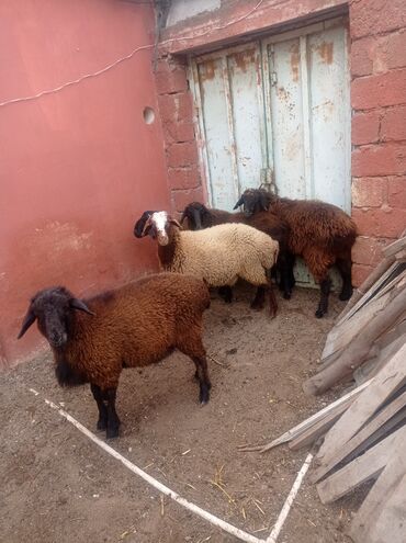 Qoyunlar, qoçlar: Erkək, Qala, il: 1, Damazlıq, Ətlik, Ünvandan götürmə — 6