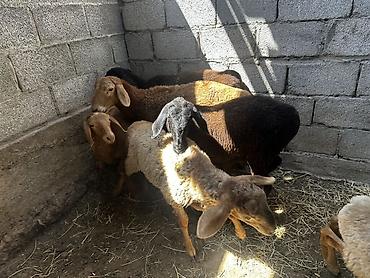 Баран, овца: Продаю | Баран (самец) | На забой at lalafo.kg — 8 Баран, овца: Продаю | Баран (самец) | На забой — 8