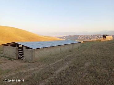 Продажа сельхоз предприятий: Токтогул шаары котормо айылынан айылдын четинен сарай уйу мн сатылат — 4