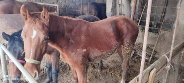 продам бу оборудование для птицефабрики: Сатам | Байтал | Көбөйтүү үчүн