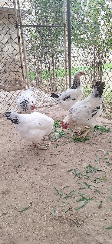 brama toyuqları: 4 eded 5 aylıq çolpa .çekisi 15001900 .Qiymet 4 ededi 50 manat — 4