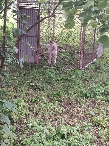 İtlər: Alabay, 3 ay, Erkek, Peyvəndli, Ünvandan götürmə lalafo.az -da İtlər: Alabay, 3 ay, Erkek, Peyvəndli, Ünvandan götürmə
