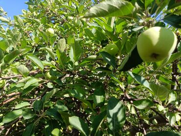 Продажа домов: Дом, 300 м², 4 комнаты, Собственник, Косметический ремонт at lalafo.kg — 27 Продажа домов: Дом, 300 м², 4 комнаты, Собственник, Косметический ремонт — 27