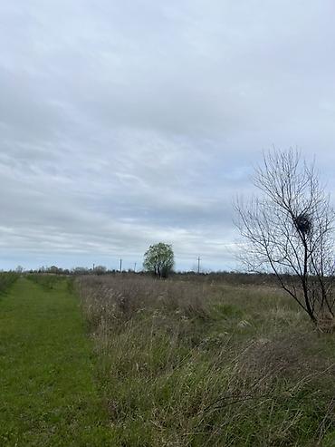 şeki: 190 sot, Kənd təsərrüfatı, Müqavilə, Bələdiyyə, Kupça (Çıxarış) — 5