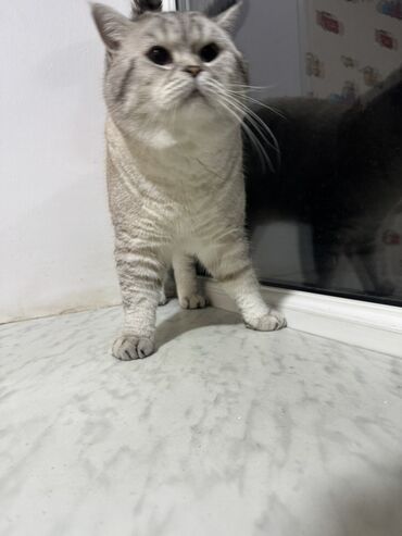 Pişiklər: Britan — 10