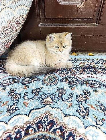 Продажа кошек: Скотиш Страйт (Шотландская прямоухая), 3 месяца, Мальчик, Золотая шиншилла, Проглистована, Приучена к лотку — 2