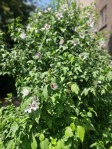 сирийский: Сирийский гибискус (Hibiscus syriacus) — декоративный листопадный — 8