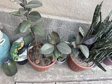 Комнатные растения: Сансевиерия (Sansevieria trifasciata, «щучий хвост», «тещин язык») в — 6