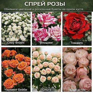 Роза: Саженцы — 6