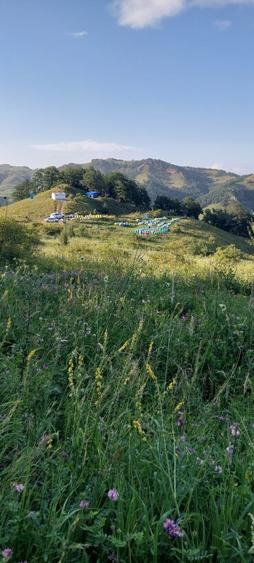 Bal: Müalicəvi Göyçay qaratikan balı 100% tam təbii baldır. Süzülmə bal — 27