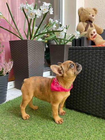 Psi: Odgajivacnica "Happy Puppies" ima u ponudi prelepe stence francuski na lalafo.rs — 6 Psi: Odgajivacnica "Happy Puppies" ima u ponudi prelepe stence francuski — 6