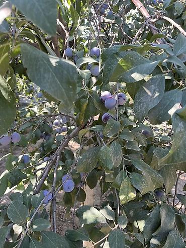 школьники сливы: У нас поспел чернослив 🍒 г.Бишкек Идеально подходит для повидло — 2