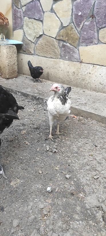quş qefes: Toyuqlar yeni yumurtaya düşmüş cavan ferelerdi xoruz 4 aylıq beceler — 9