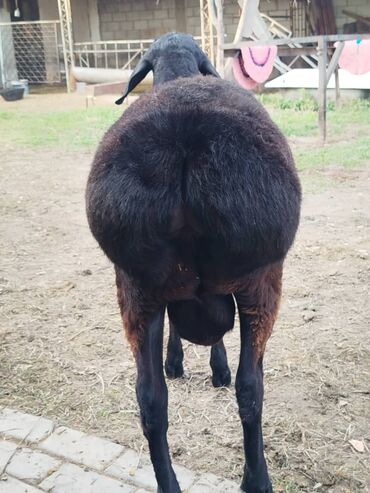 Бараны, овцы: Продаю | Ягненок, Баран (самец) | Арашан | На забой, Для разведения, Для шерсти | Племенные, Осеменитель — 10