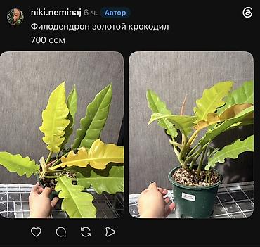 Фикусы: Внимание, освобождаю полки. Фикусы, сингониумы, Филодендроны детки — 17