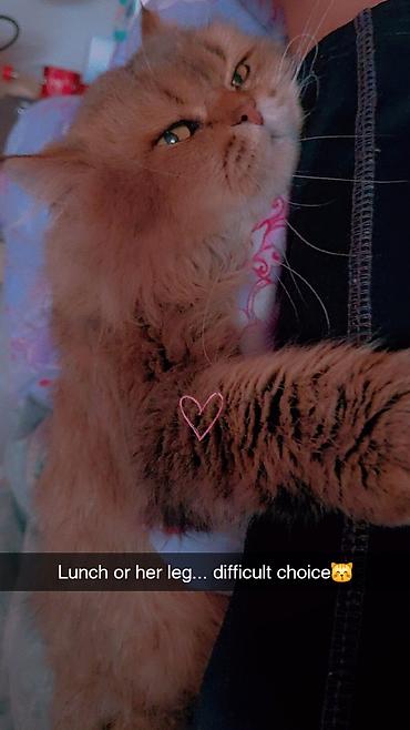 Продажа кошек: Сибирская, 2 года, Мальчик, Золотая шиншилла, Приучена к лотку, Проглистована, С прививками — 10