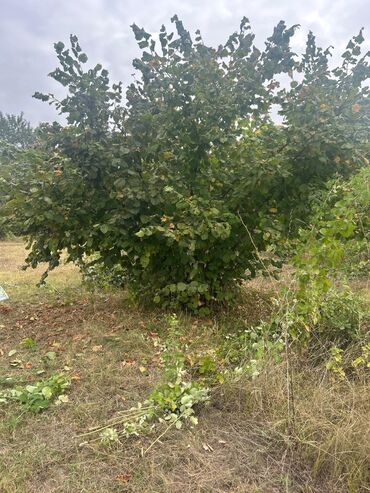 Torpaq sahələrinin satışı: 110 sot, Tikinti — 14