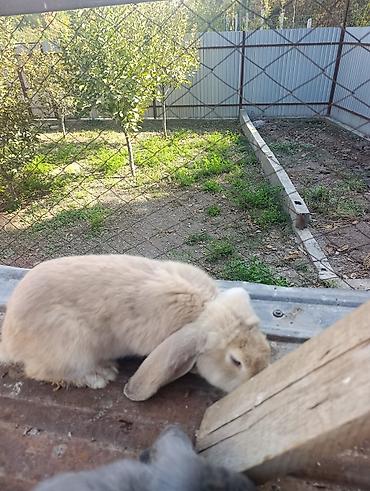 ph down: Продаю | Крольчата | Французский баран | Для разведения — 6
