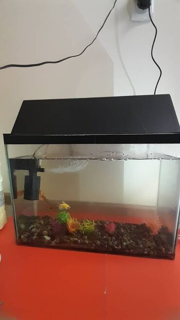 аквариум с рыбками: Продаю аквариум с рыбками, 15литров